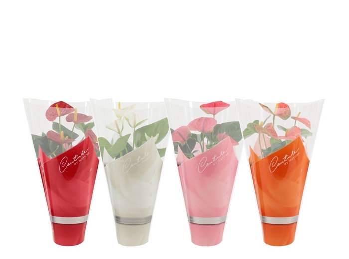 <h4>Anthurium 12 cm 4 color mix in Couture sleeve</h4>