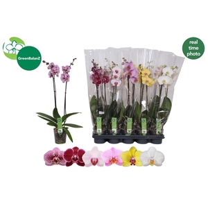 PHAL GEM