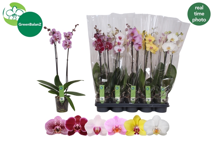 <h4>PHAL GEM</h4>