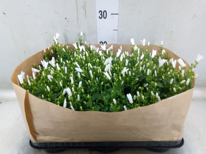 <h4>Campanula porten. 'Royal'</h4>