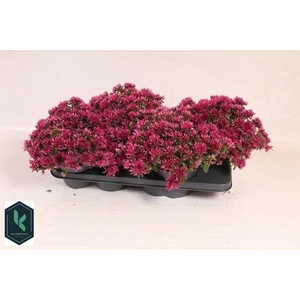 SEDUM SPU SPOT D ROS