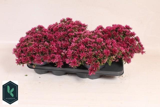 <h4>SEDUM SPU SPOT D ROS</h4>