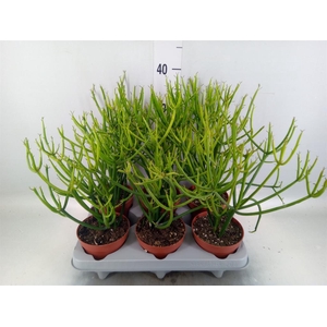 Euphorbia tirucalli