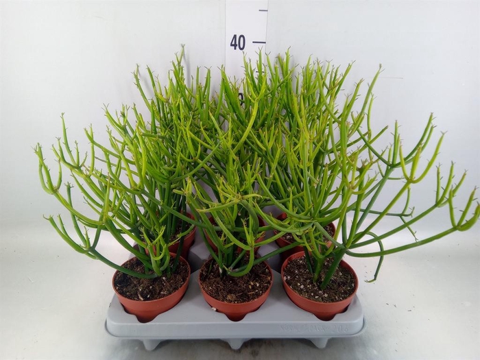 <h4>Euphorbia tirucalli</h4>