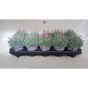 Dianthus car. 'Annet'