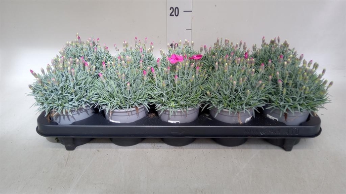 <h4>Dianthus car. 'Annet'</h4>