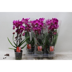 PHAL EL CASCADE