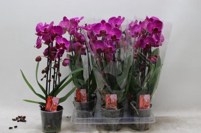 <h4>PHAL EL CASCADE</h4>
