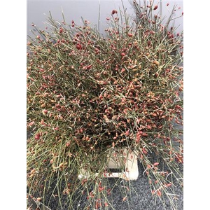 Genista Bes Rood