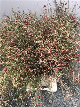 <h4>Genista Bes Rood</h4>