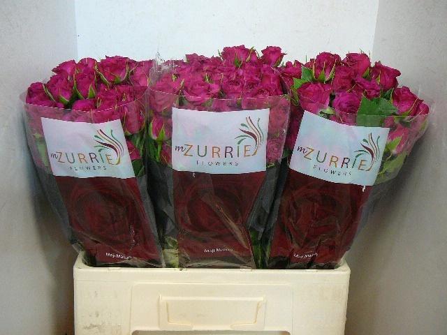 <h4>R TR CHEYENNE</h4>