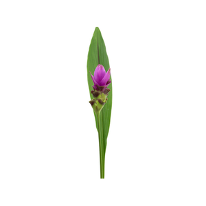 CURCUMA SIAM SHADOW 060 CM