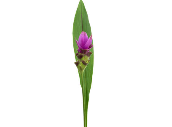 <h4>CURCUMA SIAM SHADOW 060 CM</h4>