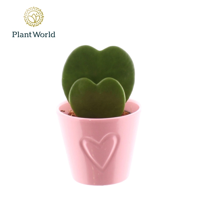 <h4>HOYA KERRII</h4>