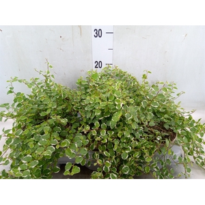 Ficus pumila 'White Sunny'