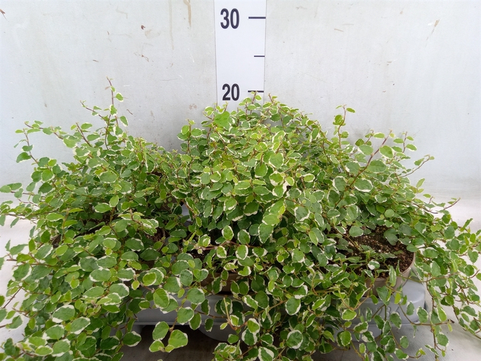 <h4>Ficus pumila 'White Sunny'</h4>