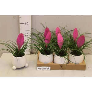 ARR TILLANDSIA