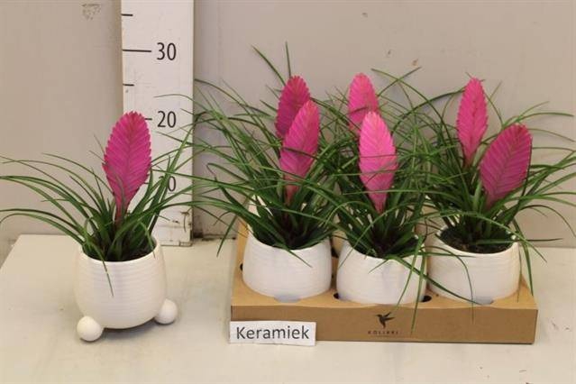 <h4>ARR TILLANDSIA</h4>
