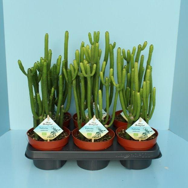 Bio Euphorbia Cedorum 390-Ced13