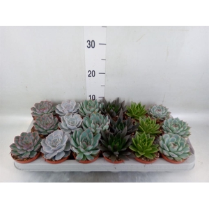 Echeveria   ...mix