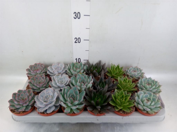 <h4>Echeveria ...mix</h4>