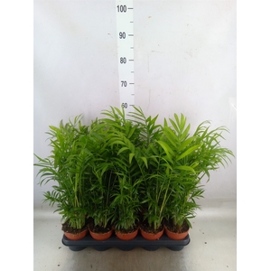 Chamaedorea elegans