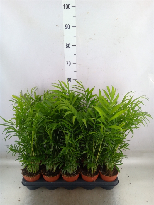<h4>Chamaedorea elegans</h4>