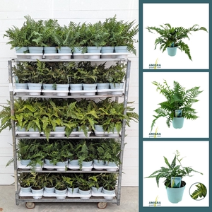 Buitenvaren MIX 17cm Module 2