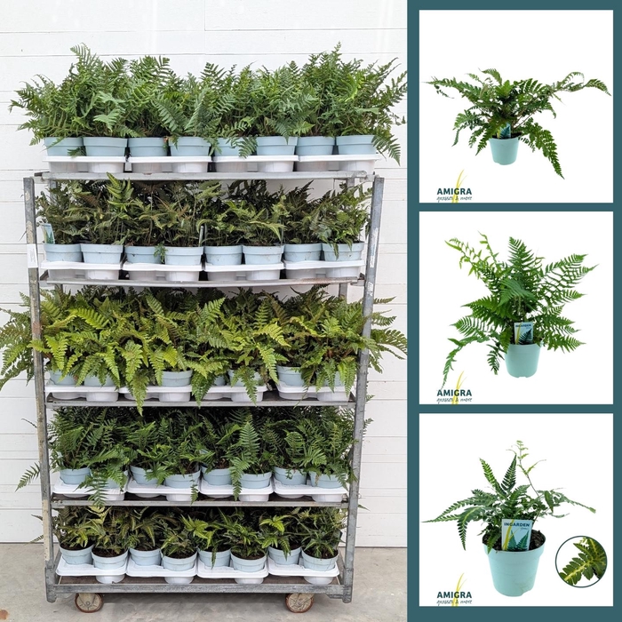 <h4>Buitenvaren MIX 17cm Module 2</h4>