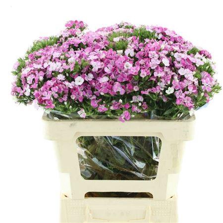 <h4>Di Barb Neon Amazone Pink Ex</h4>