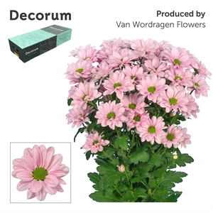 Chr T Kennedy Rosy Decorum exportbox