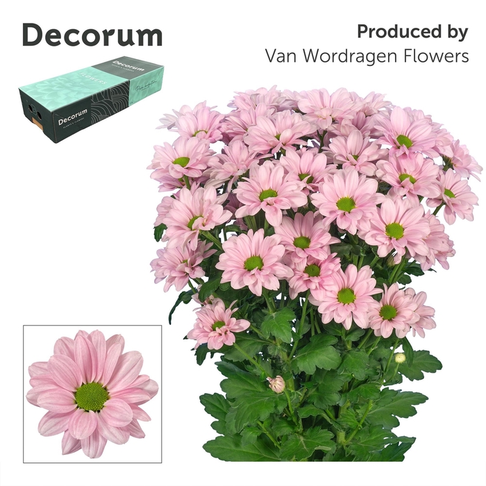 <h4>Chr T Kennedy Rosy Decorum exportbox</h4>