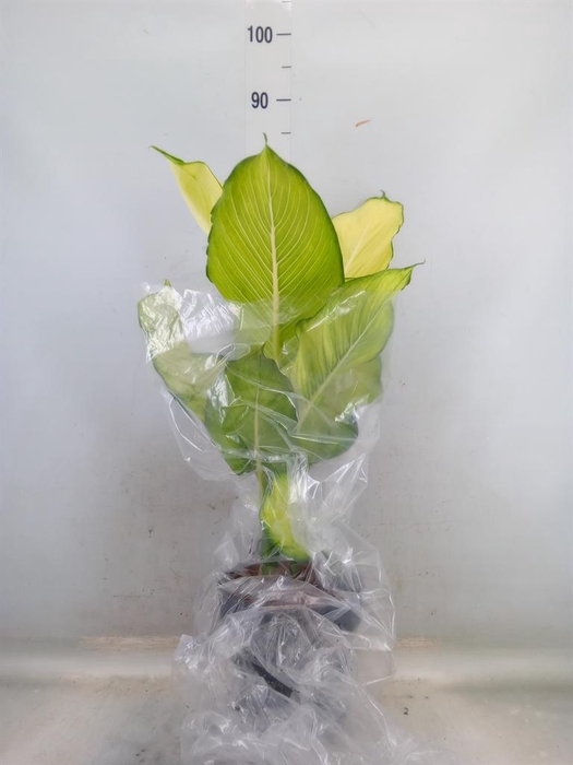 <h4>Dieffenbachia</h4>