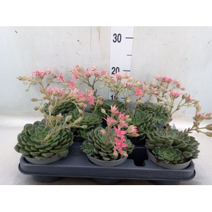 Graptopetalum tacitus