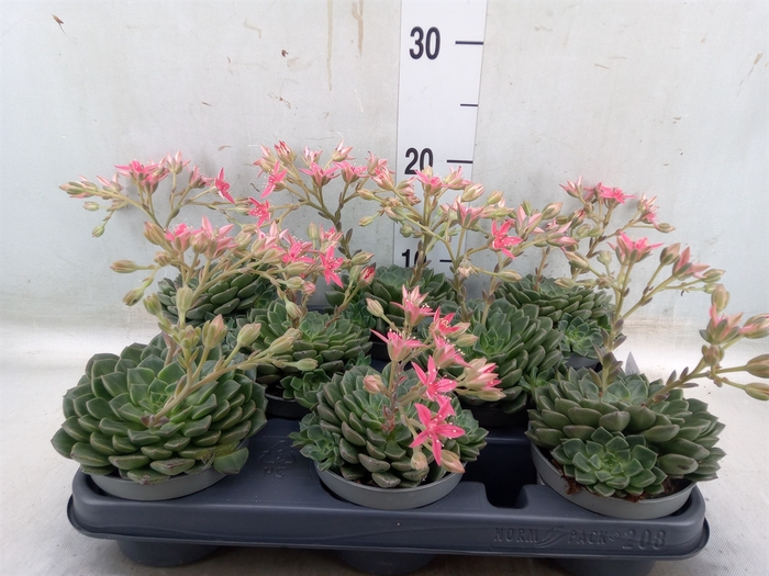 <h4>Graptopetalum tacitus</h4>