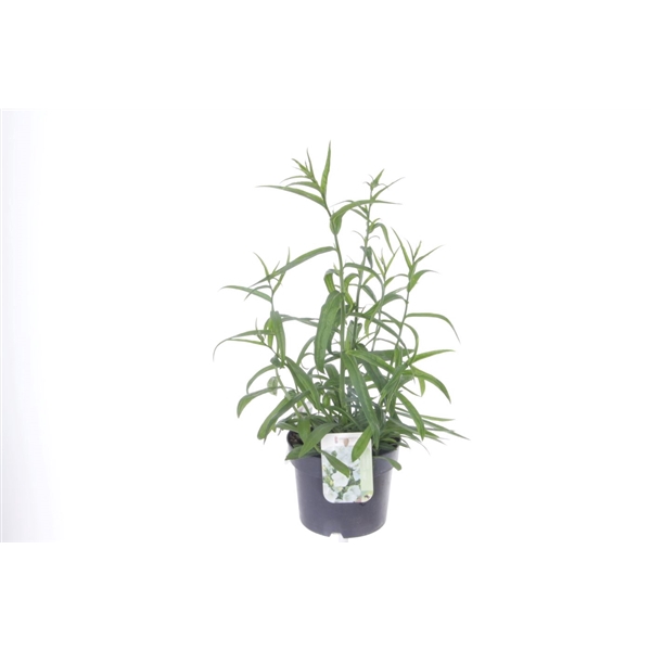 <h4>Campanula pers. Takion White</h4>