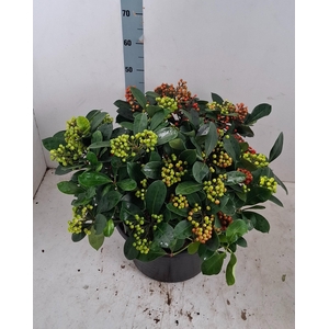 Veitchii 35cm 40+ tros