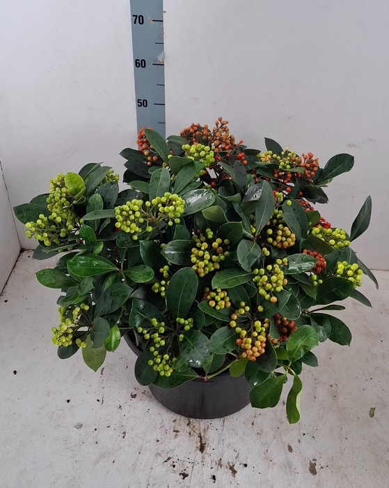 <h4>Veitchii 35cm 40+ tros</h4>