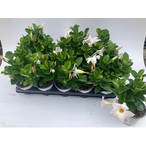 MANDE SUN WHITE