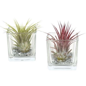 Arrangementen Tillandsia 6%