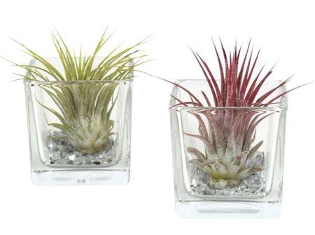 <h4>Arrangementen Tillandsia 6%</h4>
