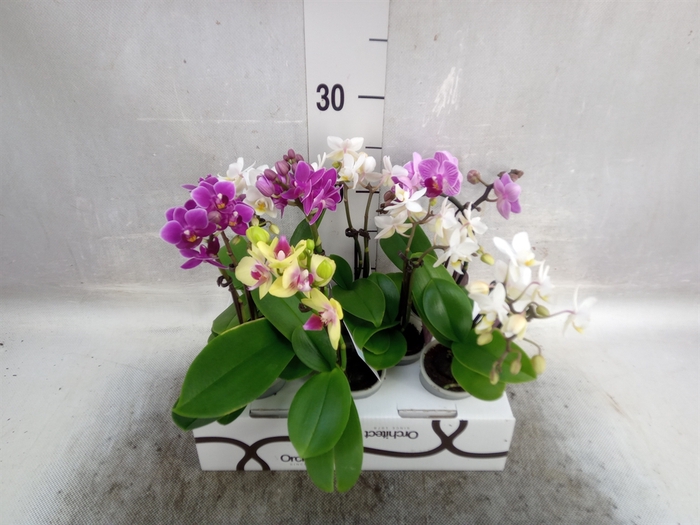 Phalaenopsis   ...mini