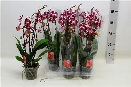 <h4>Phal El Cascade 2 Branches 20+</h4>