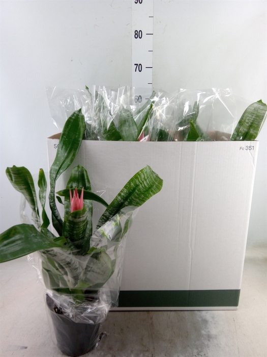 Aechmea fasciata 'Primera'