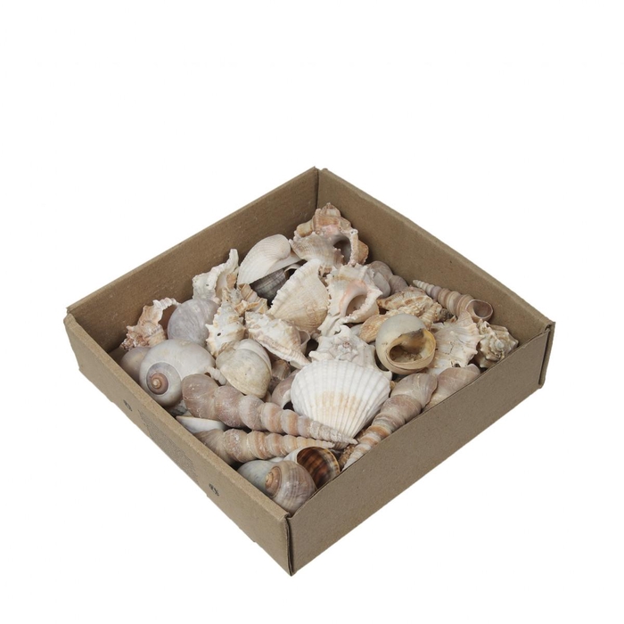 <h4>Schelpen Mixed 500g</h4>