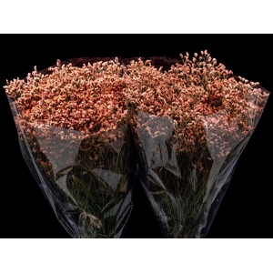 Limonium 60cm Coral
