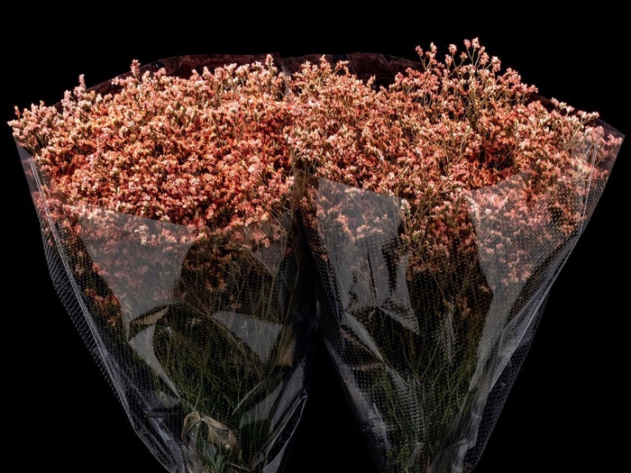 <h4>Limonium 60cm Coral</h4>