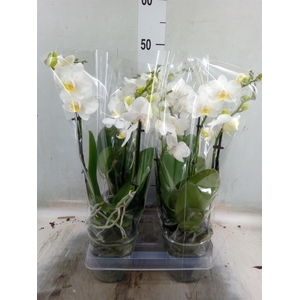 Phalaenopsis multi.   ...white