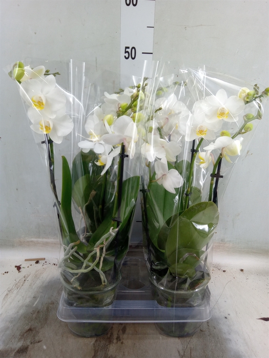 <h4>Phalaenopsis multi.   ...white</h4>