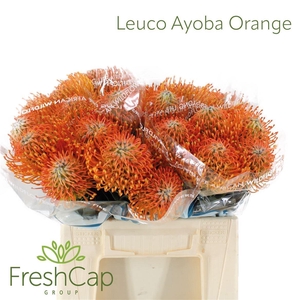 Leucospermum  'Ayoba Orange'